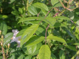 Rosa multiflora