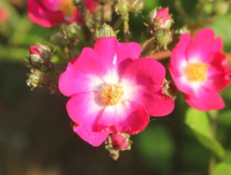 Rosa multiflora