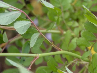 Rosa multiflora