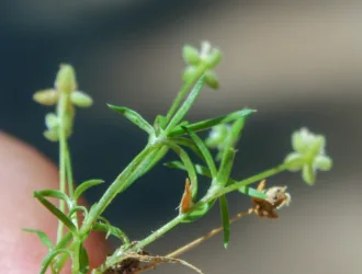 Sagina procumbens