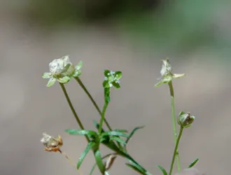 Sagina procumbens