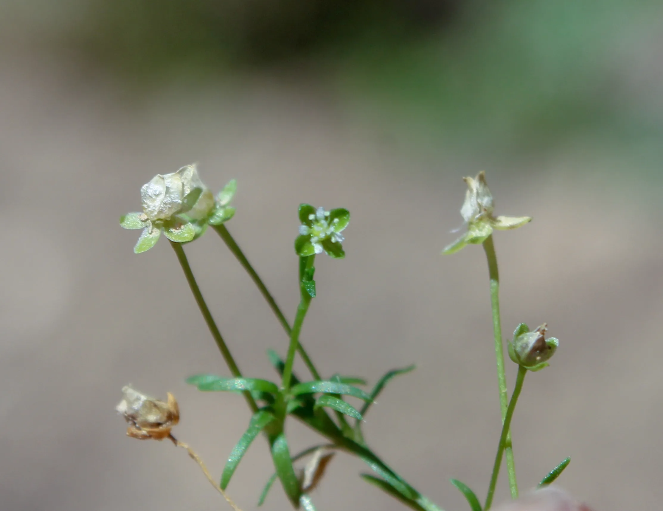 Sagina procumbens