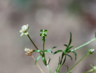 Sagina procumbens