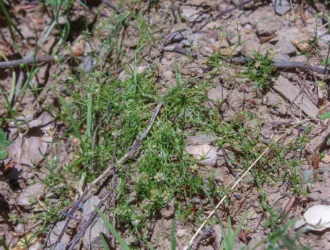 Sagina procumbens