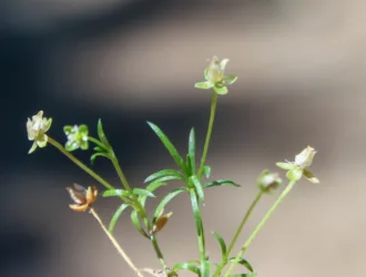 Sagina procumbens