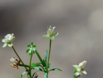 Sagina procumbens