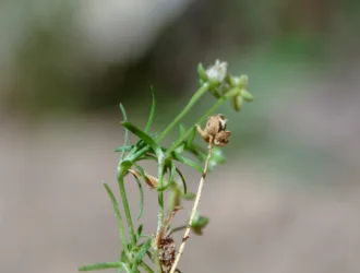Sagina procumbens