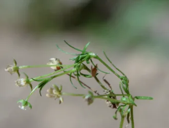 Sagina procumbens