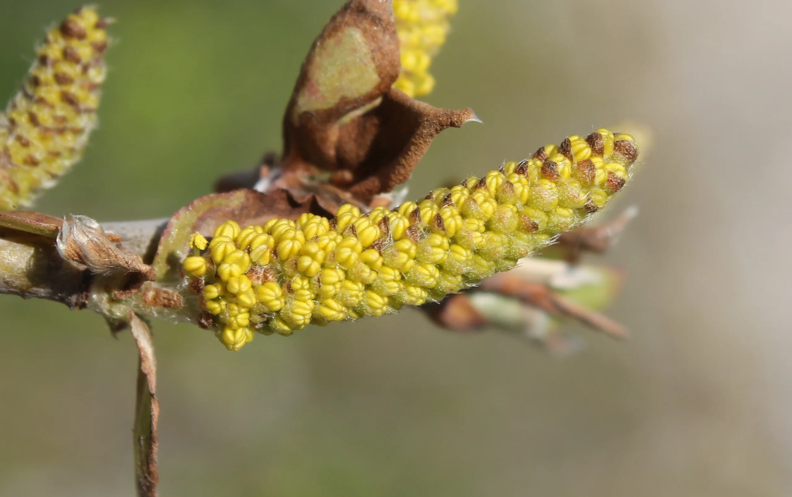 Salix fragilis