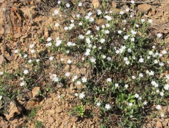 Rabelera holostea
