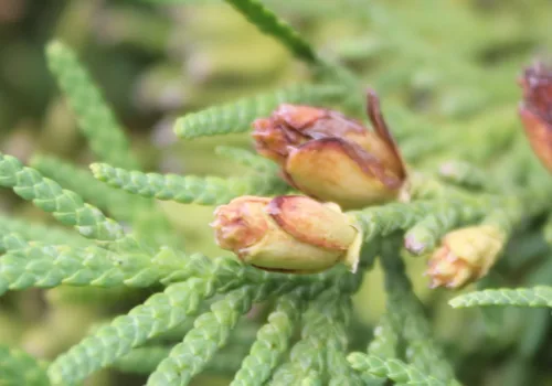 Thuja plicata