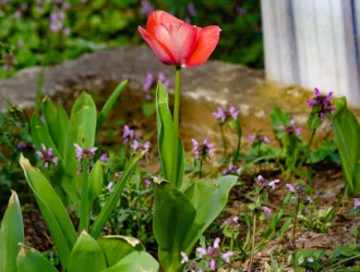 Tulipa gesneriana