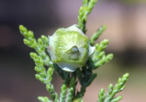 × Hesperotropsis leylandii