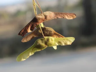 Acer campestre