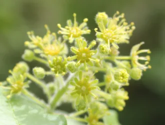 Acer campestre