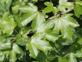 Acer campestre