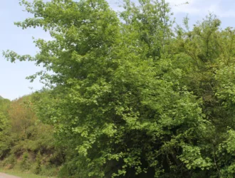 Acer campestre