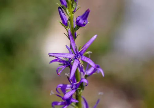 Asyneuma limonifolium