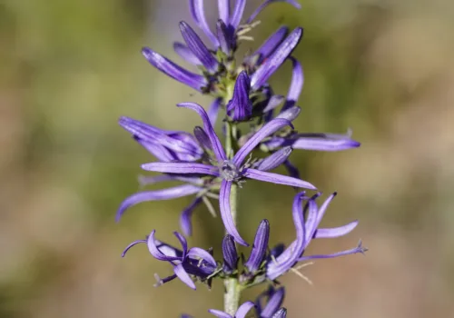 Asyneuma rigidum