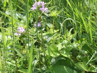 Campanula glomerata subsp. hispida