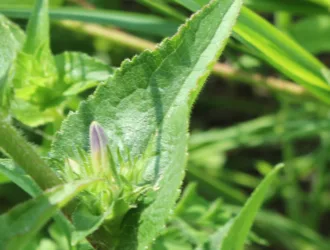 Campanula glomerata subsp. hispida