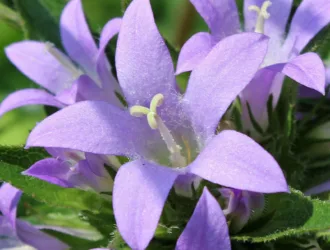 Campanula glomerata subsp. hispida