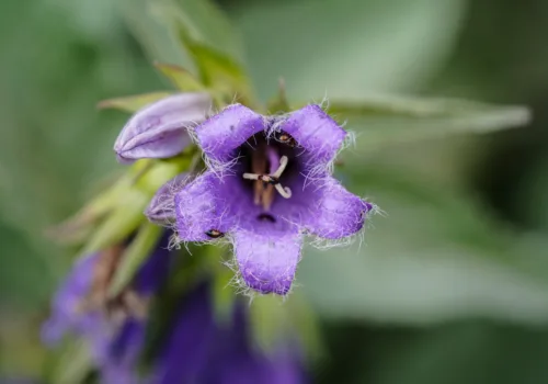 Campanula latifolia