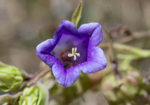 Campanula medium