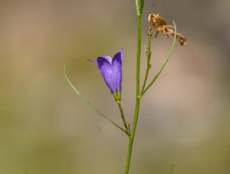 Campanula rotundifolia