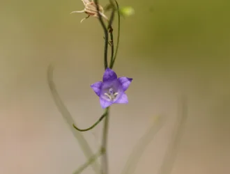 Campanula rotundifolia