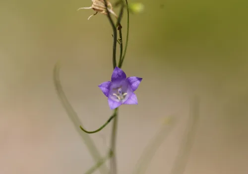 Campanula rotundifolia