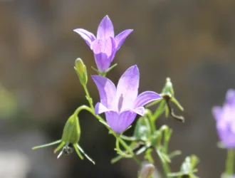 Campanula rotundifolia