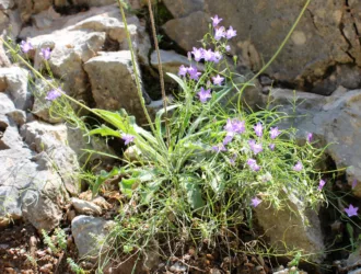 Campanula rotundifolia