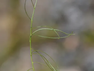 Campanula rotundifolia