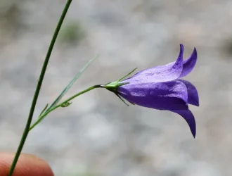 Campanula rotundifolia