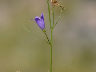 Campanula rotundifolia