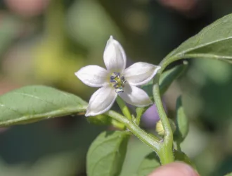 Capsicum annuum