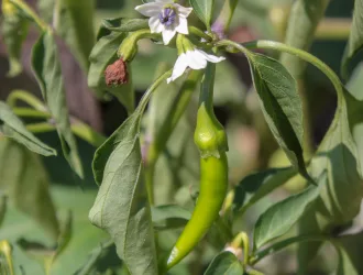 Capsicum annuum
