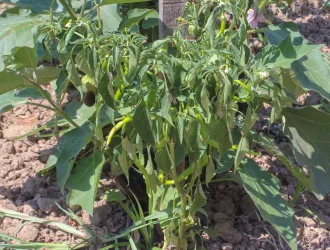 Capsicum annuum