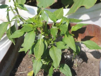 Capsicum annuum