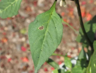Capsicum annuum