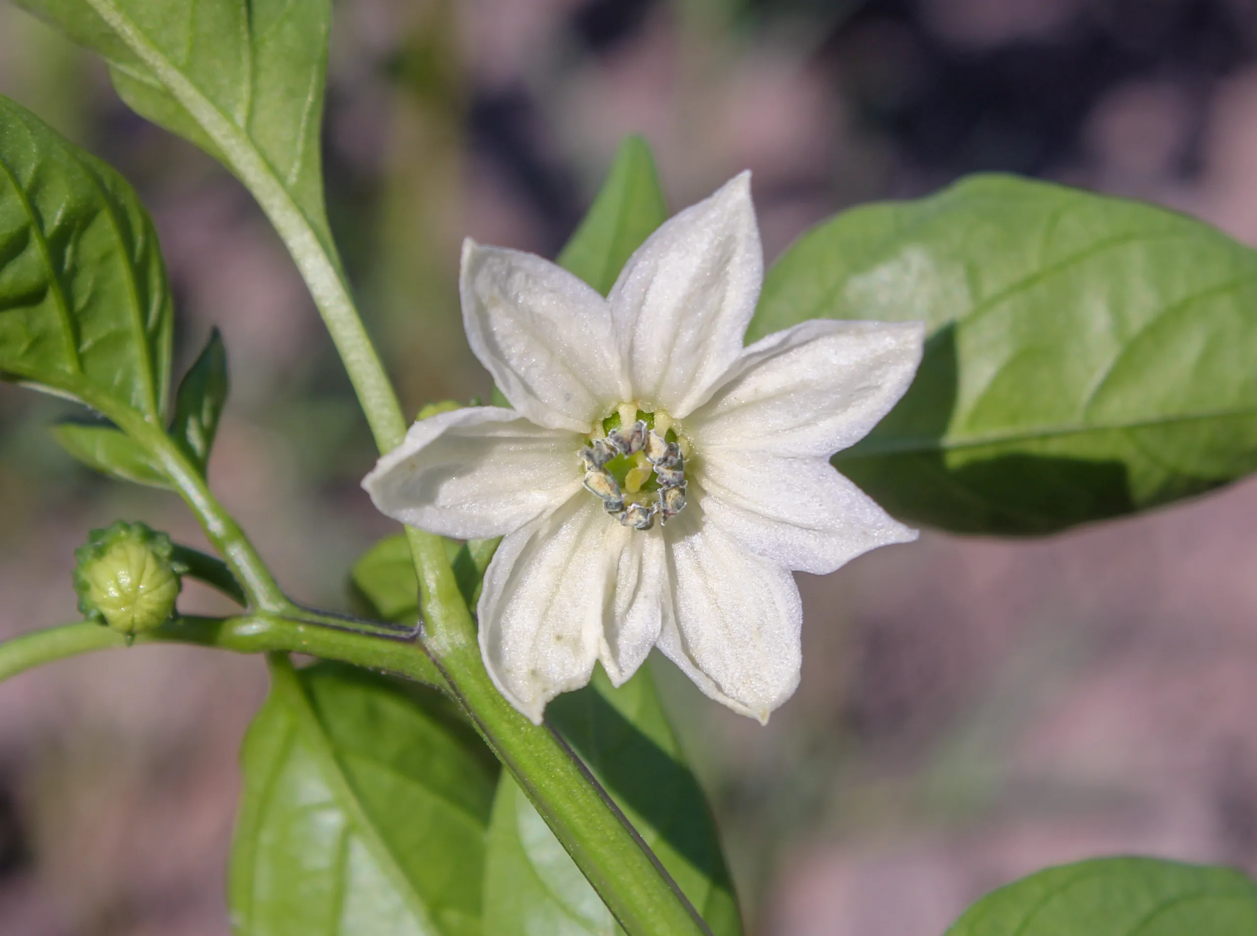 Capsicum annuum