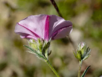 Convolvulus cantabrica