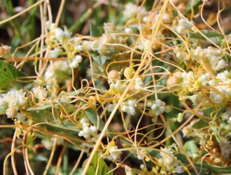 Cuscuta campestris