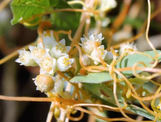 Cuscuta campestris