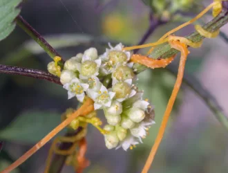 Cuscuta campestris