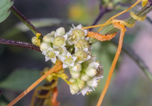 Cuscuta campestris