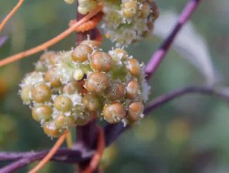 Cuscuta campestris