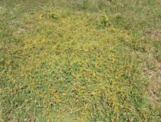 Cuscuta campestris
