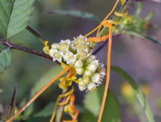 Cuscuta campestris